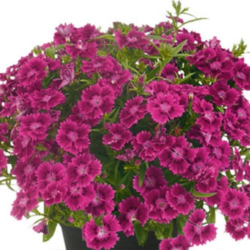 Dianthus 'SUMMER DIAMONDS Little Purple' - Nelk 'SUMMER DIAMONDS Little Purple' P9/0,55L  